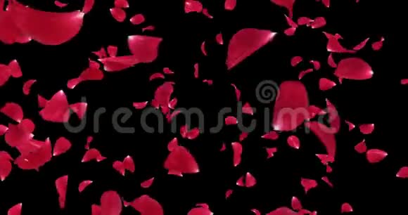 旋转飞舞的浪漫红玫瑰花花瓣背景阿尔法哑光环4k视频的预览图
