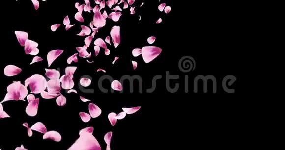 飞粉玫瑰樱花花花瓣落座阿尔法哑光环4k视频的预览图