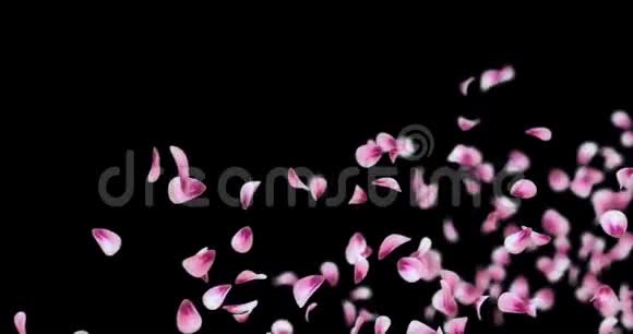 飞粉玫瑰樱花花花瓣落座阿尔法哑光环4k视频的预览图