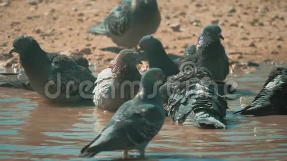 都市鸽子在运动雨后沐浴在水坑里鸽子的生活方式是在水坑里洗澡夏天热得慢视频的预览图