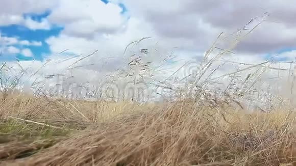 干草在风中飞舞自然景观运动视频的预览图