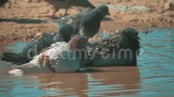 城市鸽子在运动沐浴在雨后的水坑生活方式鸽子在水坑里洗澡夏天慢视频的预览图