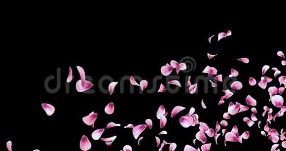 飞行浪漫粉红玫瑰花瓣落座阿尔法哑光环4k视频的预览图