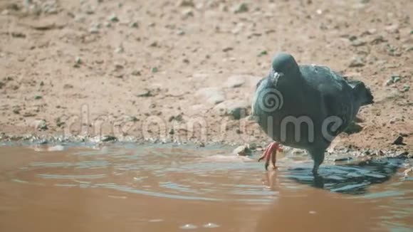 都市鸽子在运动雨后沐浴在水坑里鸽子在水坑里洗澡夏天慢生活方式视频的预览图