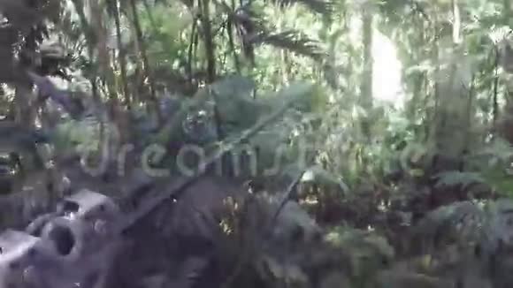 牙买加热带丛林森林Zip线视频的预览图
