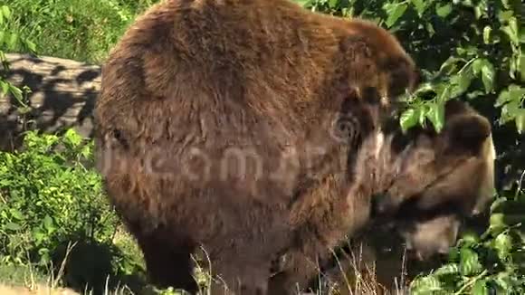 棕熊在绿林上行走实时4k视频的预览图