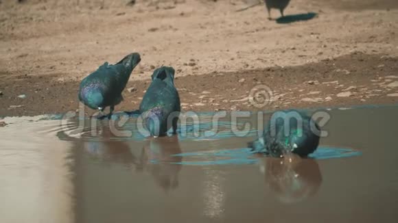 都市鸽子在运动雨后沐浴在水坑里鸽子在水中的水坑里洗澡夏天慢动作视频的预览图