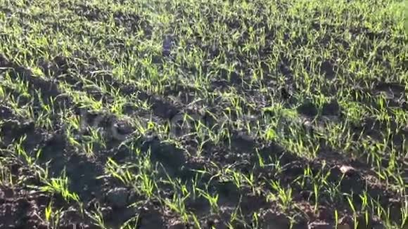 阳光下田野上的新鲜作物芽视频的预览图