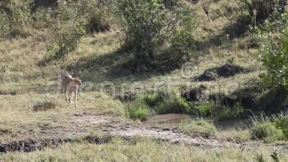 猎豹非洲野生动物野生动物园视频的预览图