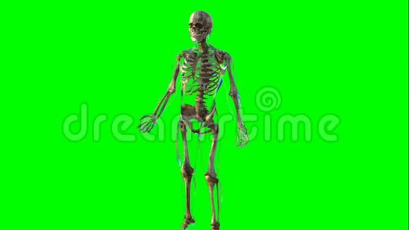 男性骨骼旋转和扫描视频的预览图