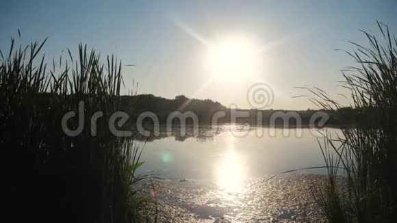 池塘有芦苇自然野日落景观阳光有芦苇的湖泊自然生活方式俄罗斯视频的预览图