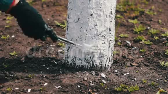 在春天给树粉刷园丁女关心花园里的树视频的预览图