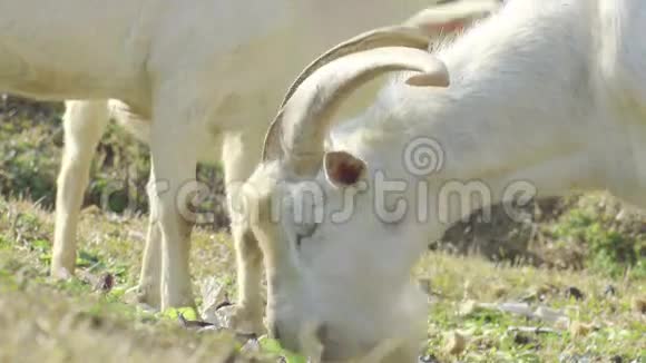 白山羊在绿草上觅食视频的预览图