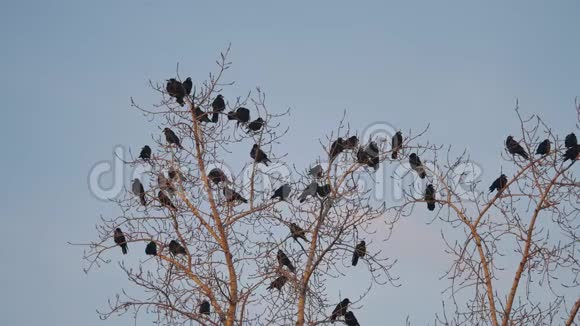 一群乌鸦坐在一棵秋天的树干树枝上乌鸦鸟视频的预览图
