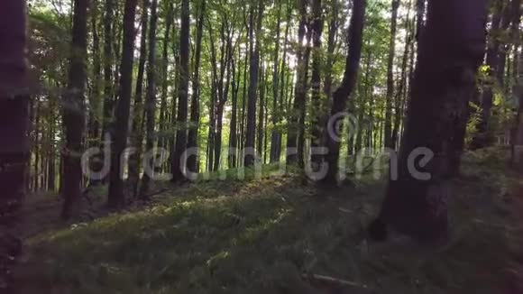 森林在早晨的阳光下视频的预览图