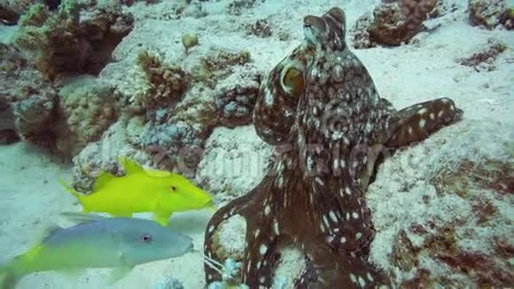 珊瑚礁上的红章鱼和黄鞍山羊视频的预览图
