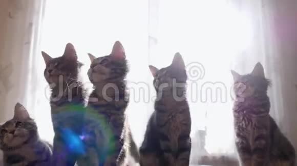 有趣的缅因州猫在太阳下来回移动他们的头1920x1080视频的预览图