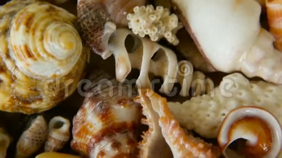 不同的混合彩色贝壳作为背景各种珊瑚海洋软体动物和扇贝壳视频的预览图