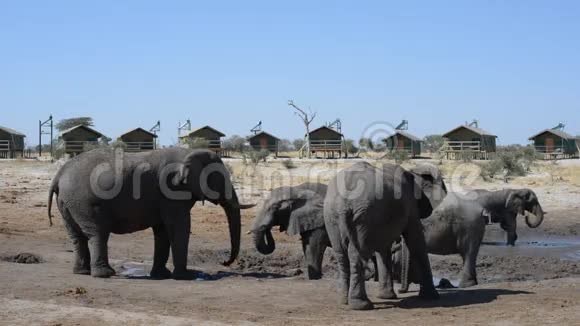 非洲大象聚集在旅游旅馆周围的池塘里视频的预览图