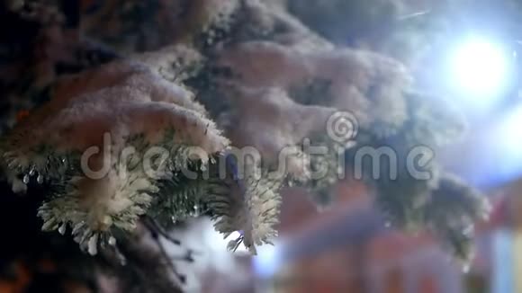 雪树枝落视频的预览图