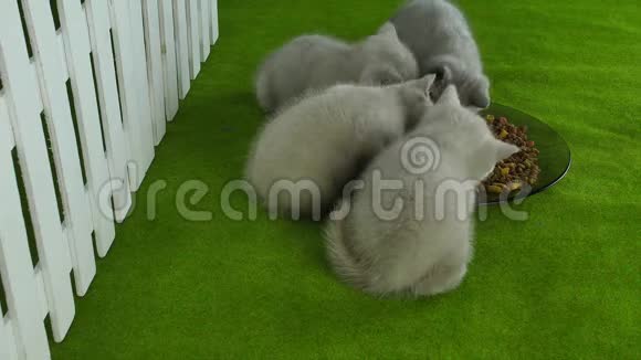 小猫在绿色地板上吃宠物食品视频的预览图