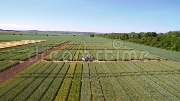 黑麦小麦品种的研究飞越地块进行作物研究科学家正在测试这种效应视频的预览图