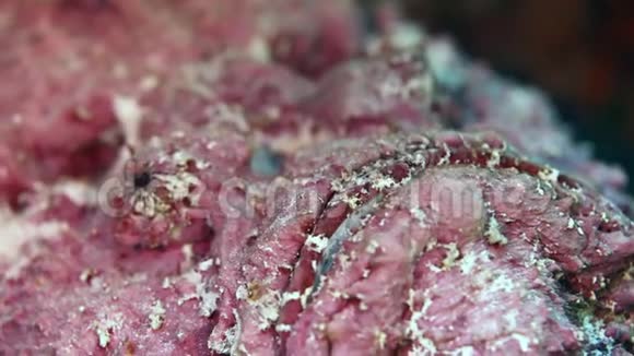 水下干净的海底中的狮子鱼蝎子鱼视频的预览图