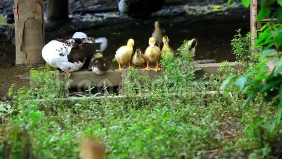 鸭子和小鸭子洗翅膀视频的预览图
