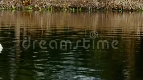 一群白鹅在池塘表面游泳视频的预览图