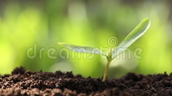 土壤中的年轻植物视频的预览图