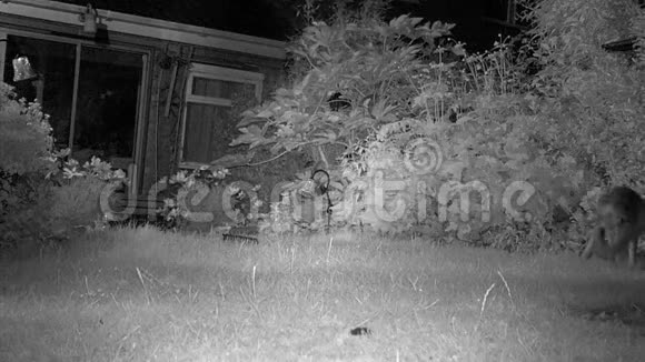 两只城市狐狸在房子花园晚上喂食视频的预览图