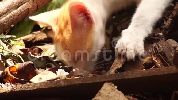 流浪猫在后院捡拾遗留下来的食物视频的预览图