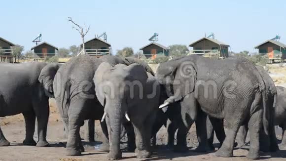 非洲大象聚集在旅游旅馆周围的池塘里视频的预览图