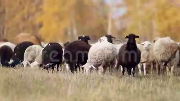 羊群和奶牛在附近的草地上放牧视频的预览图