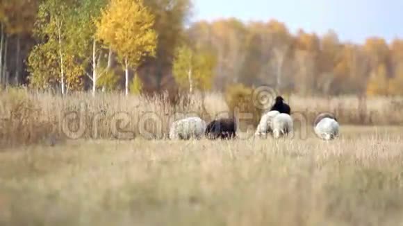 羊群和奶牛在附近的草地上放牧视频的预览图