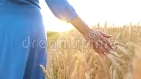 一只雌手在夕阳下抚摸着田野上的小麦视频的预览图