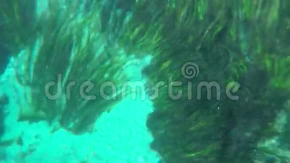 船之旅芦苇奇怪的水下阿兹马克河土耳其视频的预览图