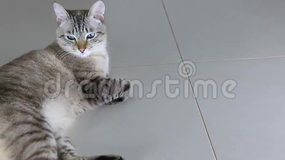 泰式漂亮猫躺在地板上视频的预览图