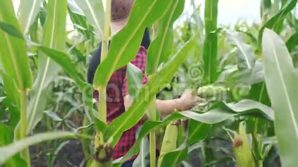 生活方式智能生态收割农业耕作理念农民女孩植物研究员收割玉米芯视频的预览图