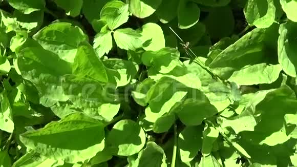 车前草主要绿色野生植物车前草药用植物高清视频镜头拍摄与稳定慢动作视频的预览图