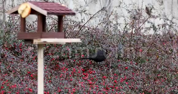 花园中常见的黑鸟视频的预览图