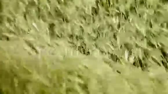 野草在田野的强风中摇曳视频的预览图