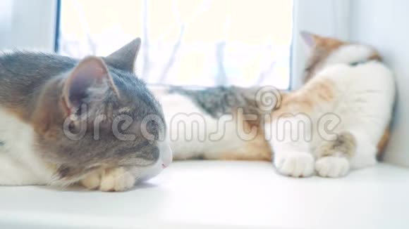 猫在窗台上睡觉慢动作视频有趣的视频猫生活方式猫睡觉可爱的宠物视频的预览图