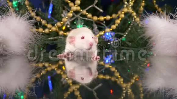 圣诞树背景上的小白鼠中国日历上的2020年动物符号视频的预览图