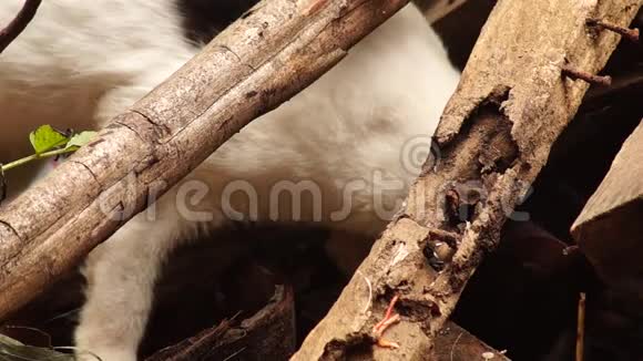 流浪猫在后院捡拾遗留下来的食物视频的预览图