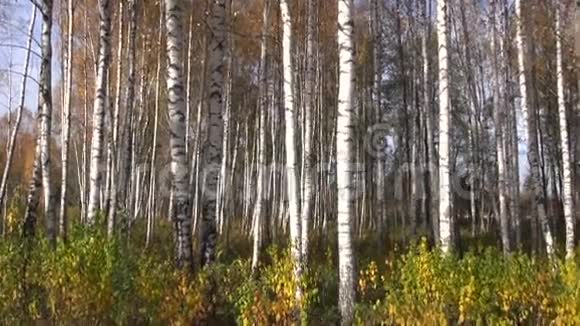 美丽的秋天十月白桦林背景视频的预览图