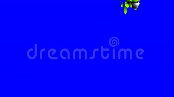 蓝色彩色钥匙上掉落的白色玫瑰视频的预览图