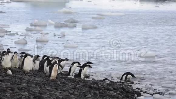 阿德利企鹅沿着海滩散步视频的预览图