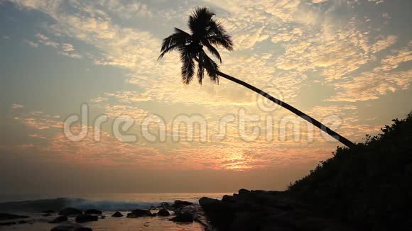 日落时海滩上孤独的棕榈树视频的预览图