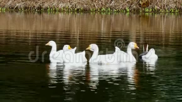 一群白鹅在池塘表面游泳视频的预览图